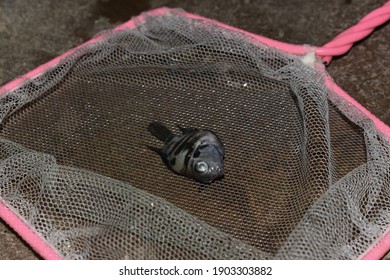 Adult Polar Parrot Cichlid Aquarium Fishdied Due To Poor Water Quality