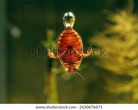 Adult predaceous diving beetle (Graphoderus liberus) underwater, ventral view showing male pro-tarsi with suckers used to secure a female for mating, macro close-up. 