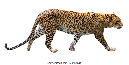 Adult Predator On White Background