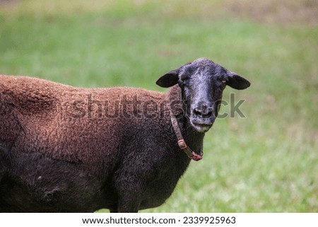 Adult pregnant female sheep ewe.