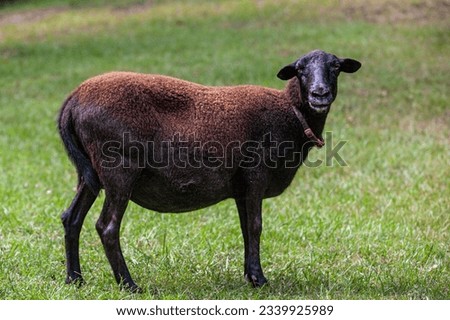 Adult pregnant female sheep ewe.