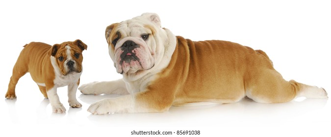 Adult And Puppy Dog - English Bulldog On White Background
