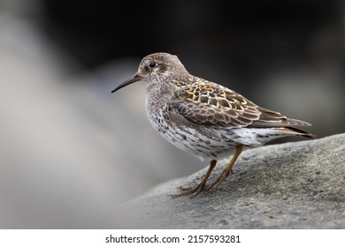 purple sandpiper breeding