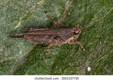 Adult Pygmy Grasshopper Of The Family Tetrigidae