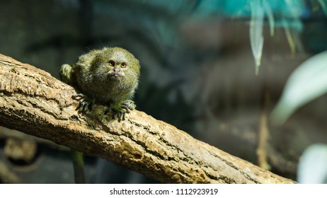 Adult Pygmy Marmoset Monkey Relaxing On Stock Photo 1112923919 ...