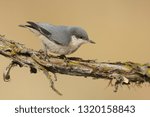 Adult Pygmy Nuthatch (Sitta pygmaea) perched sideways on a branch against a brown natural background.
Lake Co., Oregon, USA.