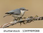 Adult Pygmy Nuthatch (Sitta pygmaea) perched sideways on a branch against a brown natural background.
Lake Co., Oregon, USA.