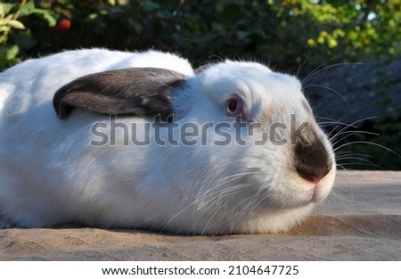 An adult rabbit of the Californian breed