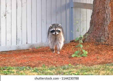An adult raccoon keeps a fixed gaze on the stranger before retreating up a tree in an urban neighborhood. 