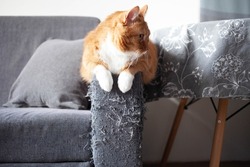 An Adult Red Cat Sits On The Handle Of A Gray Matting Sofa, Spoiled By Claws