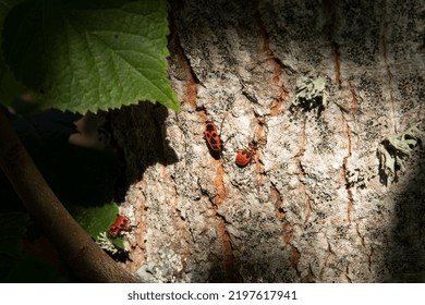 An adult red firebug with young nymphs on the bark of a linden tree. - Shutterstock ID 2197617941