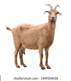 Взрослая красная коза с рогами и молочным выменем. Изолированные