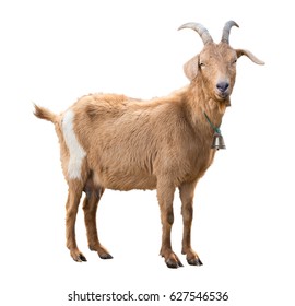 Взрослый красный козел с рогами и молочным вымени. Изолирован