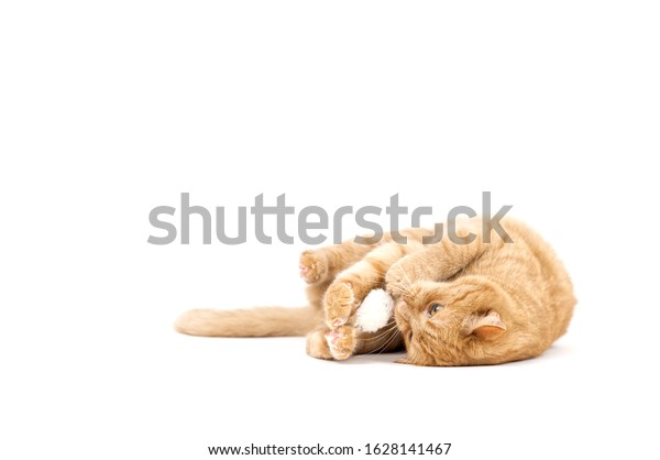 Adult Red Tabby Cat Lying Isolated Stock Photo 1628141467 Shutterstock