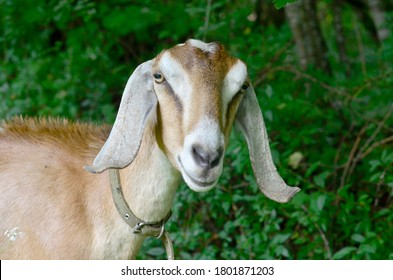 An adult red-and-white Nubian goat with a collar looks directly at the camera against the background of a green forest landscape. Close - up of the muzzle. - Shutterstock ID 1801871203