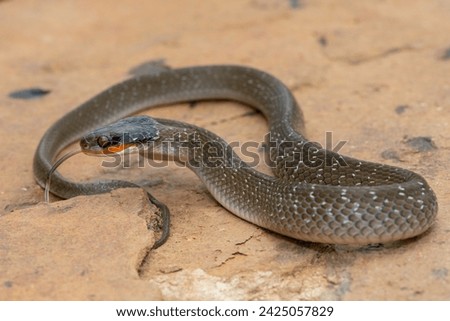 An adult Red-lipped herald Snake (Crotaphopeltis hotamboeia) on a large rock in the wild