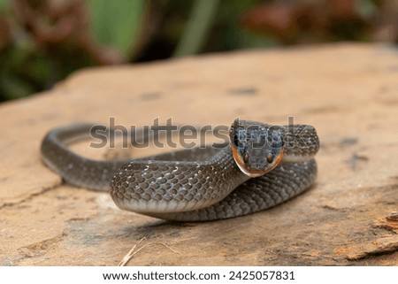 An adult Red-lipped herald Snake (Crotaphopeltis hotamboeia) in a defensive striking pose