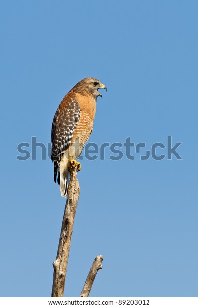 Adult Redshouldered Hawk Calling While Perched Stock Photo Edit Now 3012