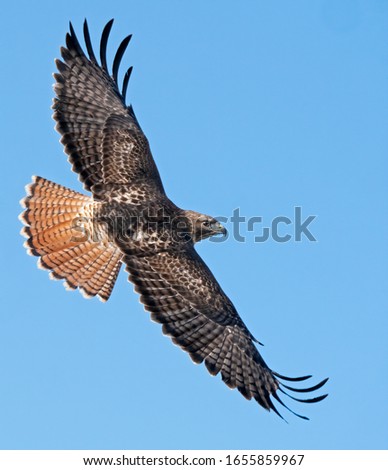 Adult redtailed hawk in a soar