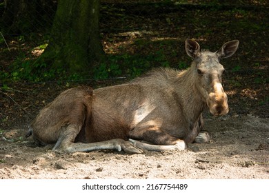 Adult Resting Moose In A Swiss National Park, No People.