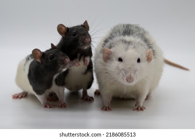 Adult Roan Or Husky Domestic Rat With Baby Black Hooded Rats