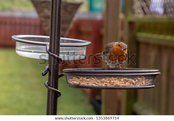 Adult Robin Bird Feeder Garden Tray Stock Photo Edit Now 1353869714