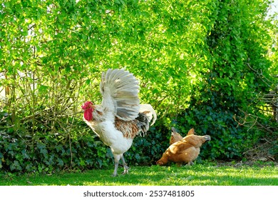 Adult rooster chicken seen flapping his wings while about to crow for his free range hen flock. - Powered by Shutterstock