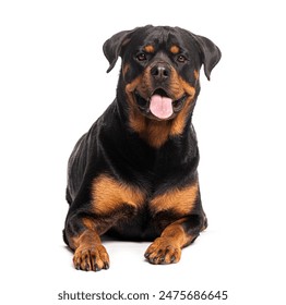 Adult rottweiler dog lying down, panting tongue out, isolated on white background - Powered by Shutterstock