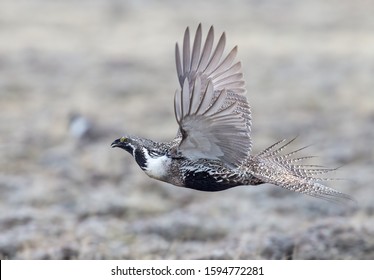 An Adult Sage Grouse In Flight.