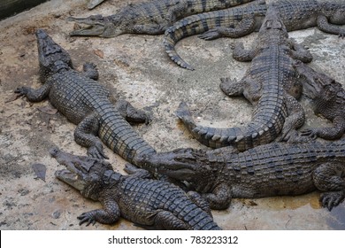 porosus crocodile