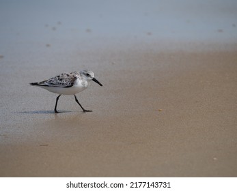 Adult Sanderling With Black Legs And Beak Walking On A Sandy Beach In North Carolina. Photographed In Profile With A Shallow Depth Of Field.