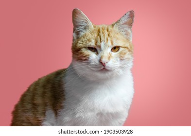 Adult Sarcastic Red And White Cat Sitting On A Pink Background