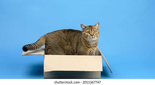 Adult Scottish Straight Chinchilla Cat Sits In A Brown Cardboard Box On A Blue Background, Animal Looks At The Camera