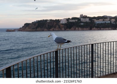 Adult seagull resting very close to a cliff in the Mediterranean Sea.