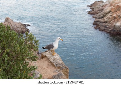 Adult seagull resting very close to a cliff in the Mediterranean Sea.