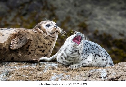 An adult seal together with a baby seal. Seal family. Cute seal family. Seals in nature