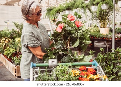 Adult Senior Woman, Lover Of Flowers, Enjoying Purchases In The Plant Nursery. Large Choice Of Flowering Plants. Female People Pushing A Cart With Plants And Herbs.