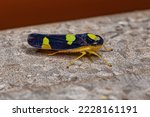 Adult Sharpshooter Insect of the Family Cicadellidae