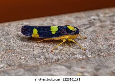 Adult Sharpshooter Insect of the Family Cicadellidae