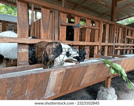 Adult sheep eating in a cage