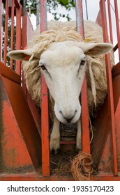 Adult Sheep In A Lorry With Head Stuck Before Shearing