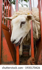 Adult Sheep In A Lorry With Head Stuck Before Shearing