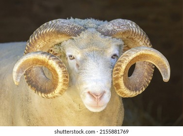 Adult Sheep Ram Headshot. Animal Pen in North America.
