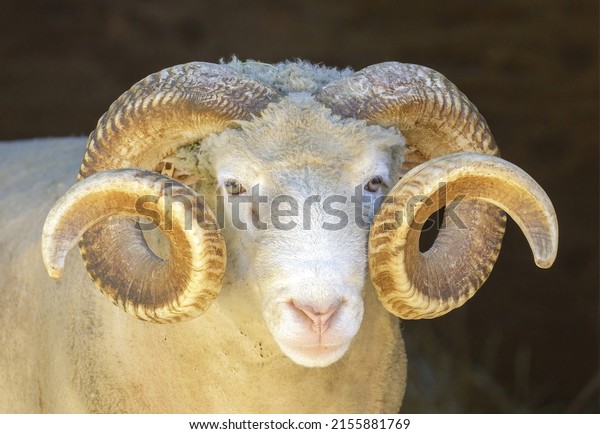 Adult\
Sheep Ram Headshot. Animal Pen in North\
America.