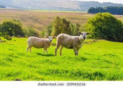 Adult Sheep Standing In Grass Next To A Lamb On A Sunny Summer Day On A Lancashire Hillside.