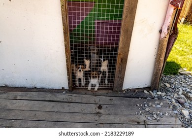 Adult Shepherd Dogs And Puppies In The Pen