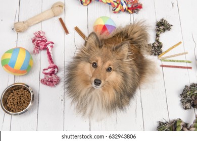 Adult Shetland Sheepdog Seen From Above Looking Up With On The Floor All Kinds Of Doggy Stuff Like Bones, Toys And Food