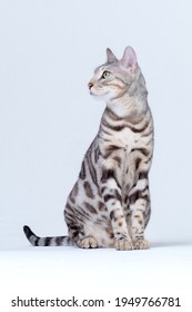 Adult Silver Bengal Cat Sitting In Studio