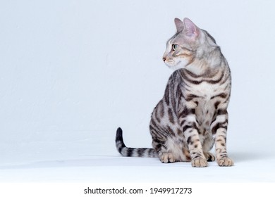 Chat Du Bengale Images Stock Photos Vectors Shutterstock