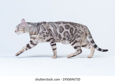 Chat Du Bengale Images Stock Photos Vectors Shutterstock